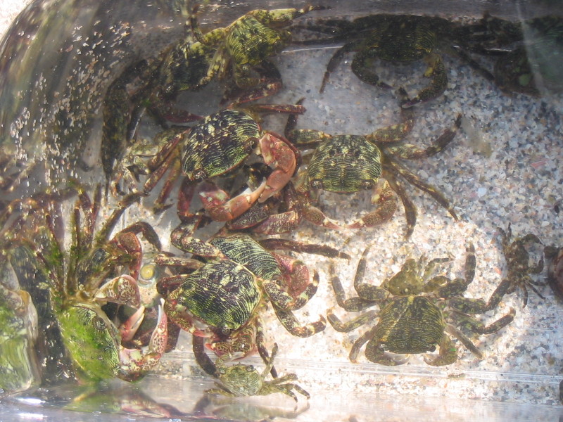 御宿で波と遊ぶ。和田浦で磯遊び。