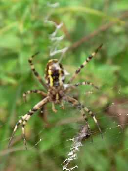 日光のトンボはスレてない（日光ツーデーウォーク）