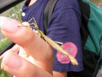 日光のトンボはスレてない（日光ツーデーウォーク）