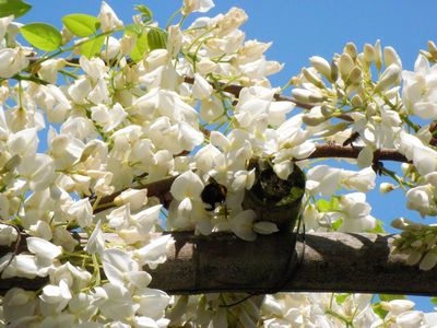 春の益子陶器市　２００９へ行く