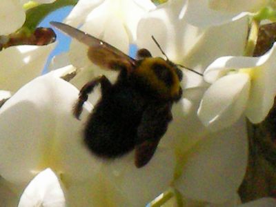 春の益子陶器市　２００９へ行く