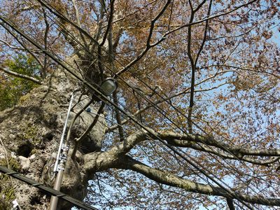 御岳山のロックガーデンを歩いてきた