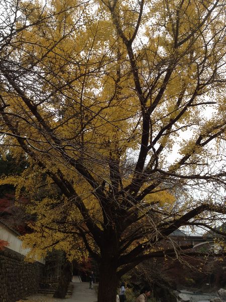 鳩ノ巣渓谷は通行止めだった