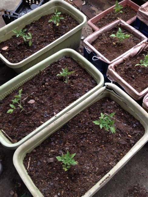 凛々子　植え替え