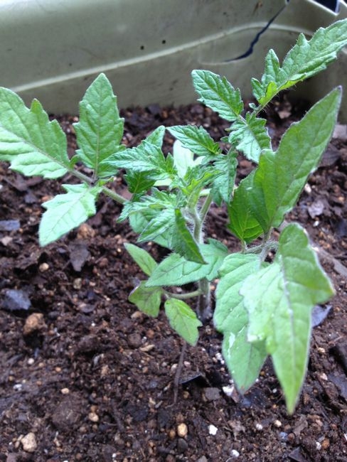 凛々子　植え替え