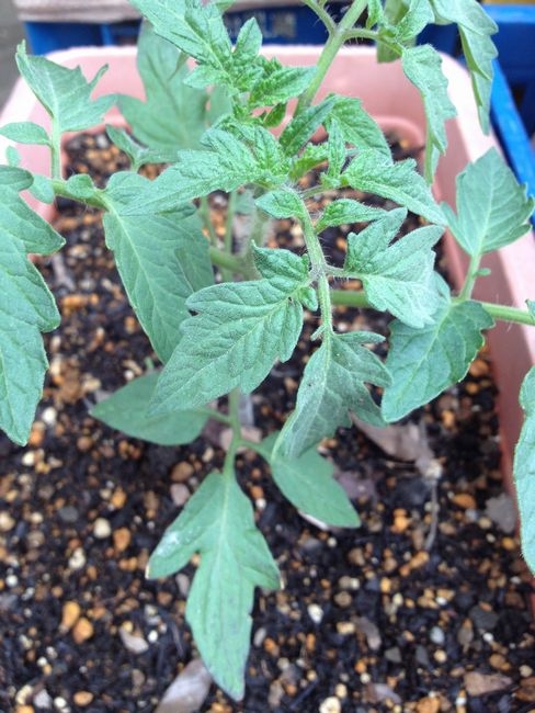 凛々子　20センチになりました