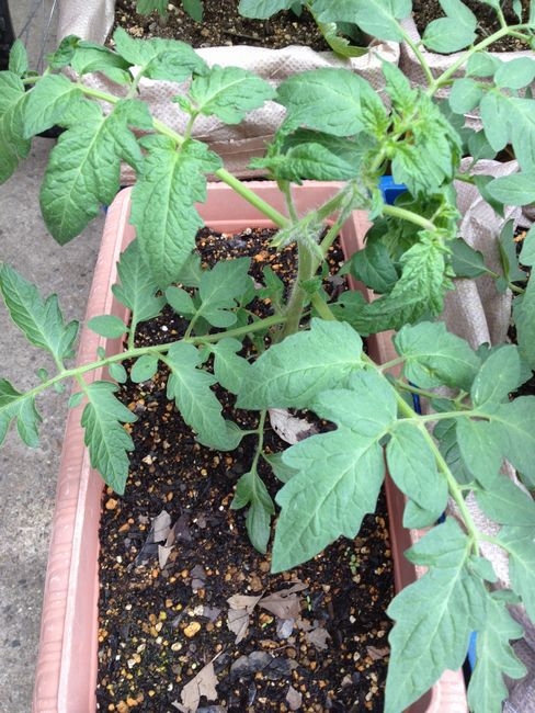 ２０１２年の凛々子　開花目前