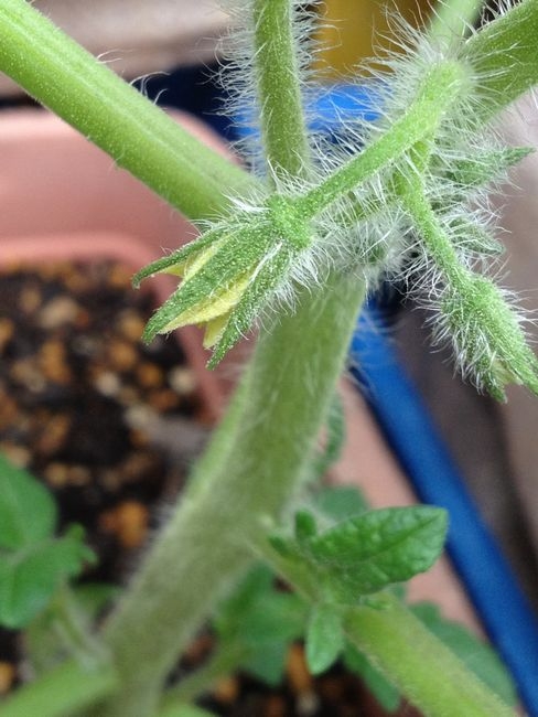 ２０１２年の凛々子　開花目前