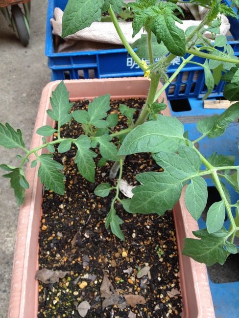 凛々子２０１２　開花