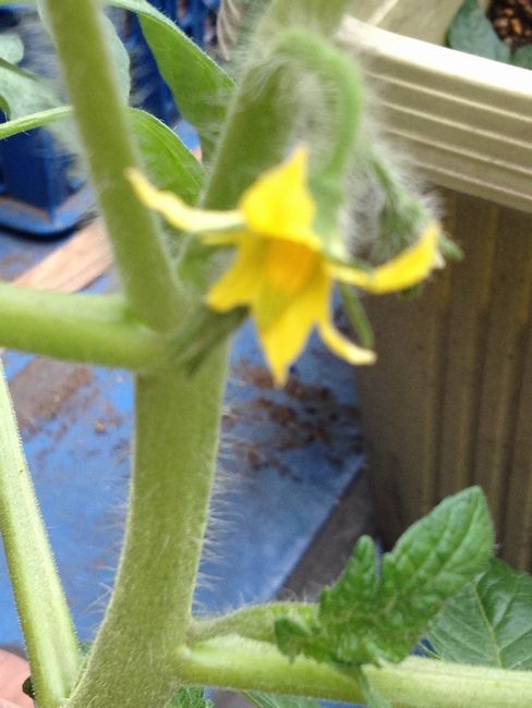 凛々子２０１２　開花