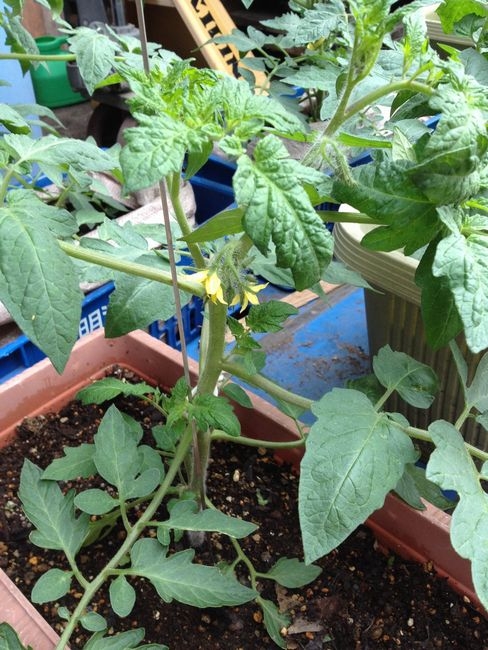 凛々子　２０１２　2つ目が開花した