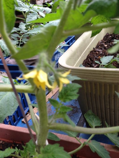 凛々子　２０１２　2つ目が開花した