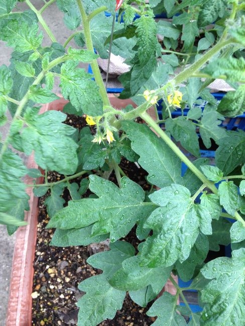 負けるな　凛々子２０１２