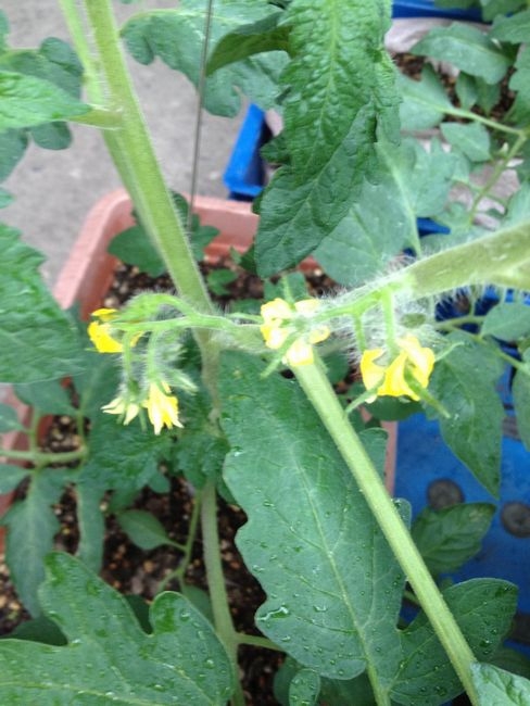 負けるな　凛々子２０１２