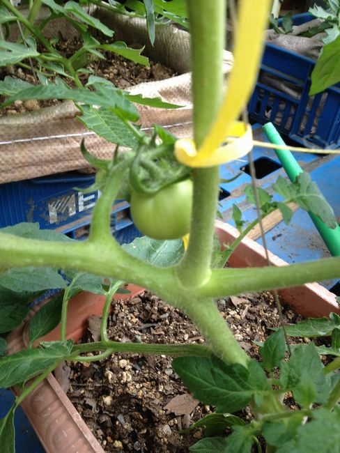 実が成った　凛々子２０１２