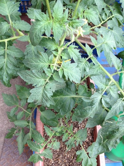 カゴメ　凛々子２０１２　玉がでかくなってきたぞ