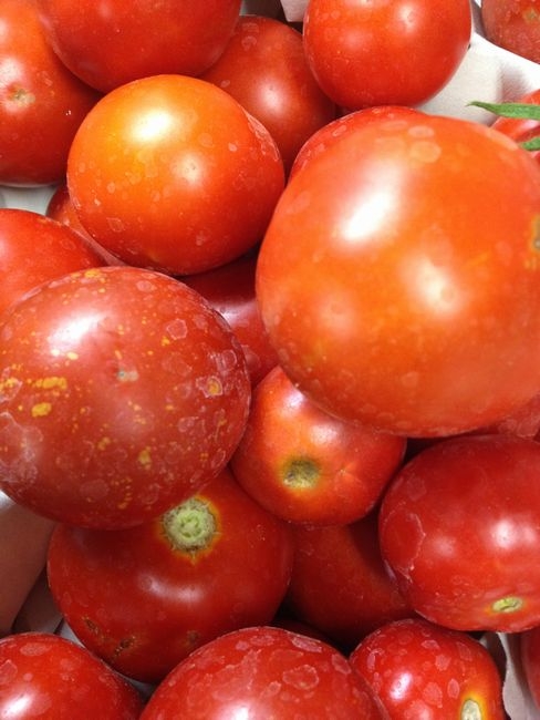 カゴメ　凛々子収穫！