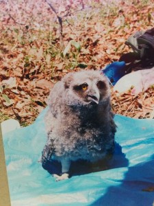 シマフクロウの赤ちゃん