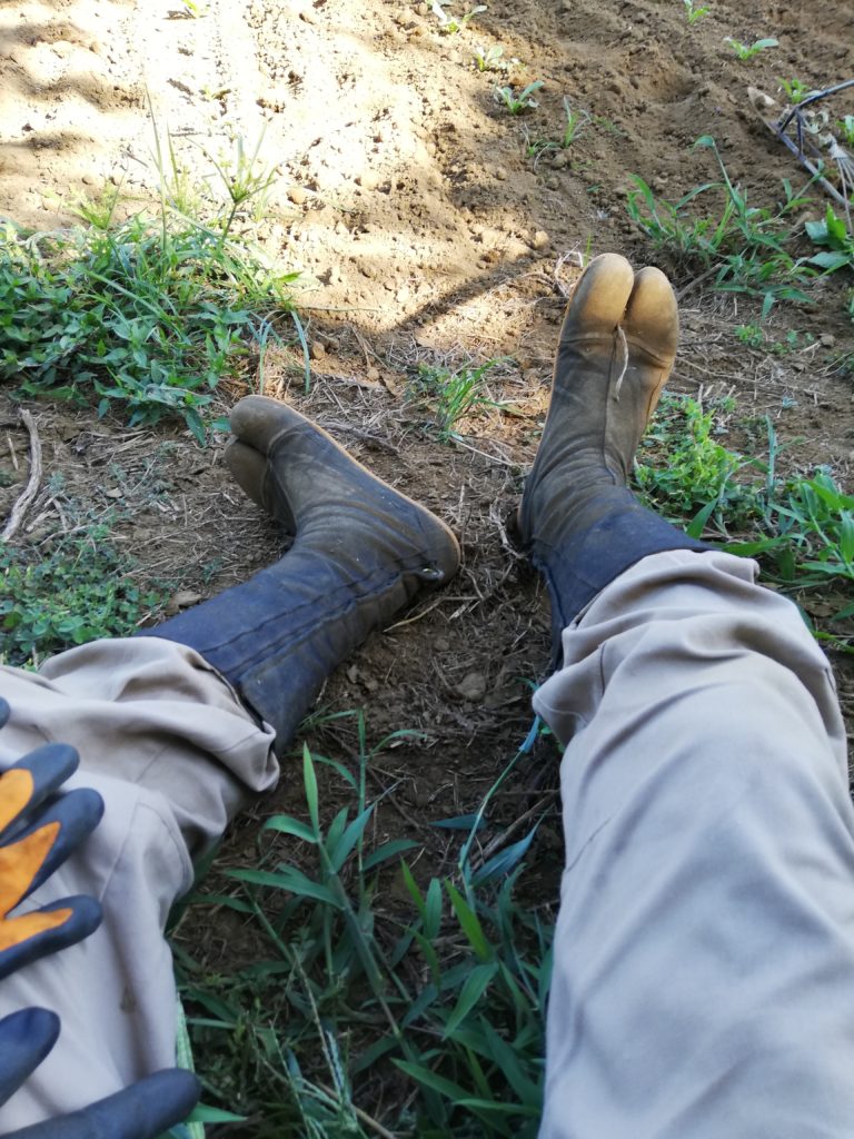 農業見習い始めました