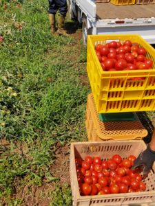 トマトの収穫手伝い